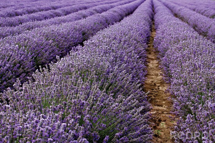 Fototapete Anbaufähiges Lavendelfeld