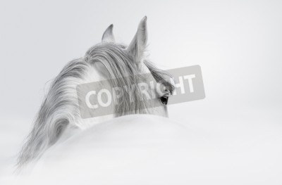 Fototapete Andalusier