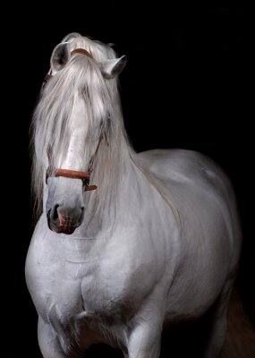 Fototapete Andalusisches weißes pferd