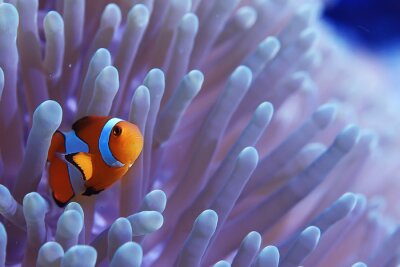 Anemonenfisch inmitten des Korallenriffs