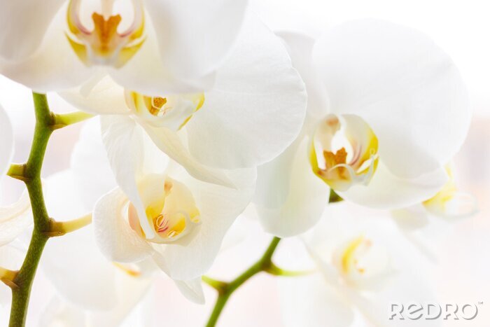 Fototapete Angesagte weiße Orchideen