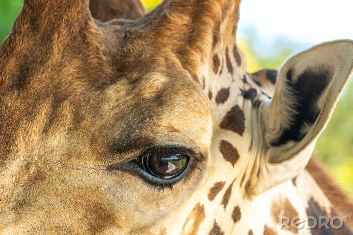 Fototapete Annäherung an das Auge der Giraffe