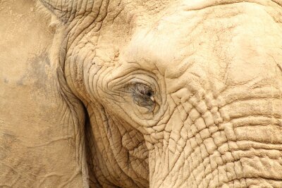 Fototapete Annäherung an das Auge des Elefanten