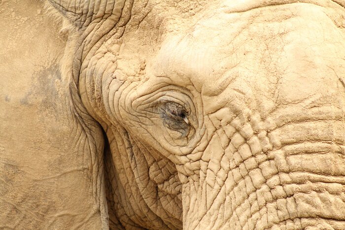 Fototapete Annäherung an das Auge des Elefanten