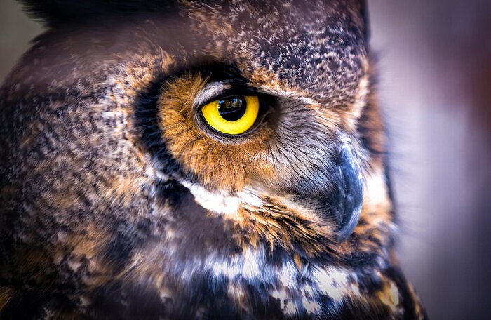 Fototapete Annäherung an das Auge einer Eule