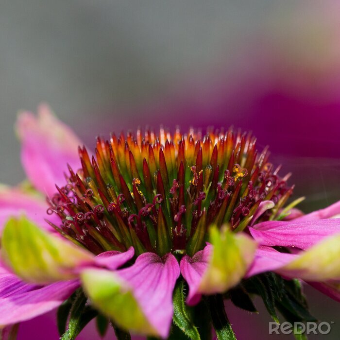 Fototapete Annäherung an den Blütenkelch der Blüte