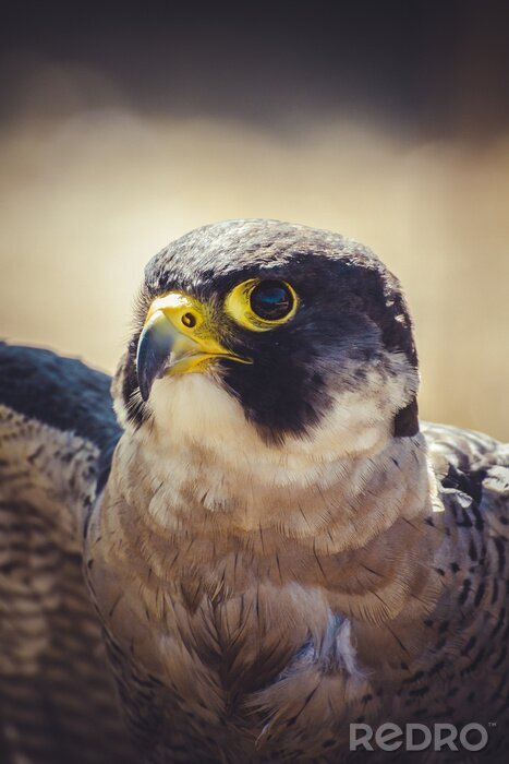 Fototapete Annäherung an die Augen des Vogels
