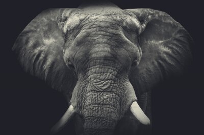 Fototapete Annäherung an einen Elefanten