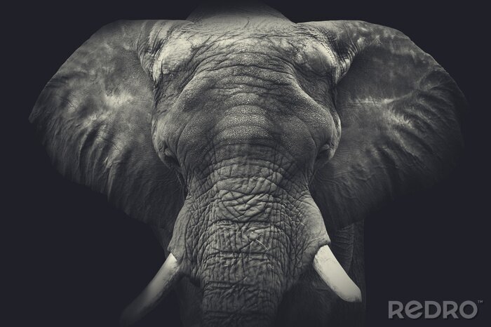 Fototapete Annäherung an einen Elefanten