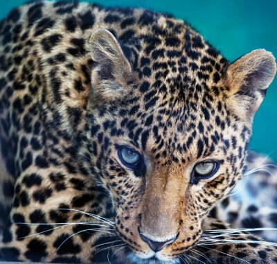 Annäherung auf Leopard