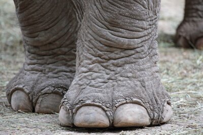 Fototapete Annäherung der Beine des Elefanten