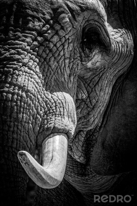 Fototapete Annäherung eines Elefantenkopfes