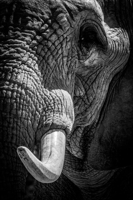 Fototapete Annäherung eines Elefantenkopfes
