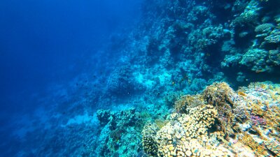 Fototapete Ansicht des Korallenriffs
