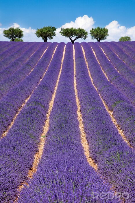 Fototapete Ansicht mit Lavendel und Bäumen