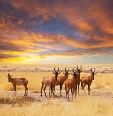 Fototapete Antilopen vor dem Hintergrund der Pastellwolken