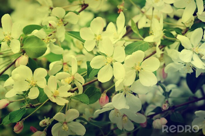 Fototapete Apfelblüte Natur Thema
