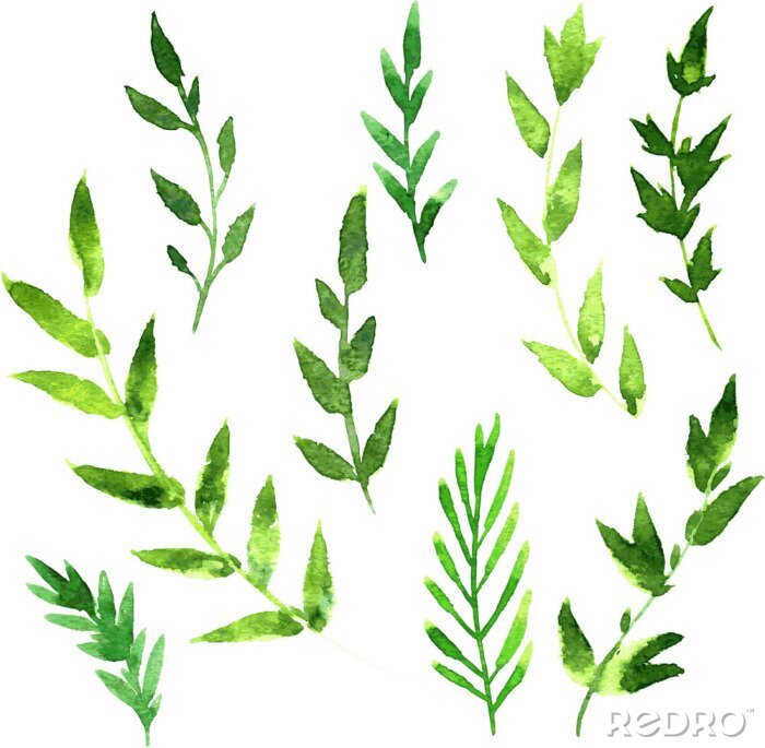 Fototapete Aquarell-Blätter des Baumes