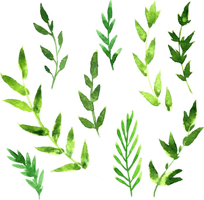 Fototapete Aquarell-Blätter des Baumes