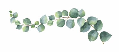 Aquarell Eukalyptus