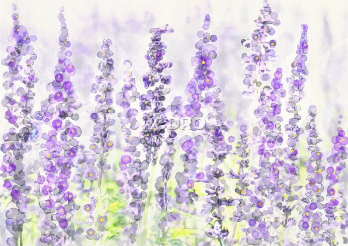 Fototapete Aquarell-Konzept eines Lavendelfeldes
