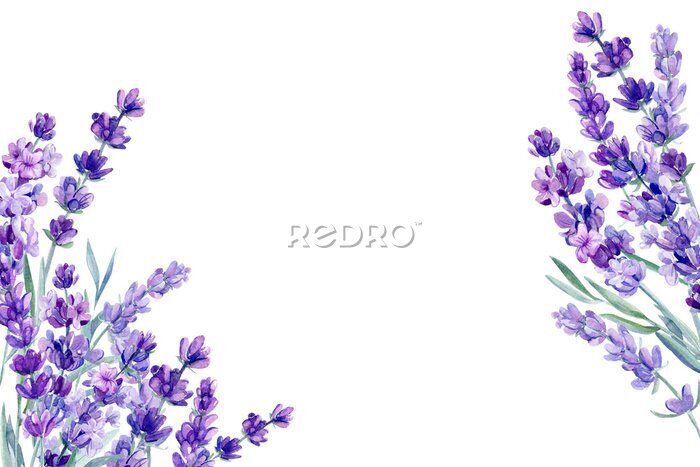 Fototapete Aquarell Lavendel