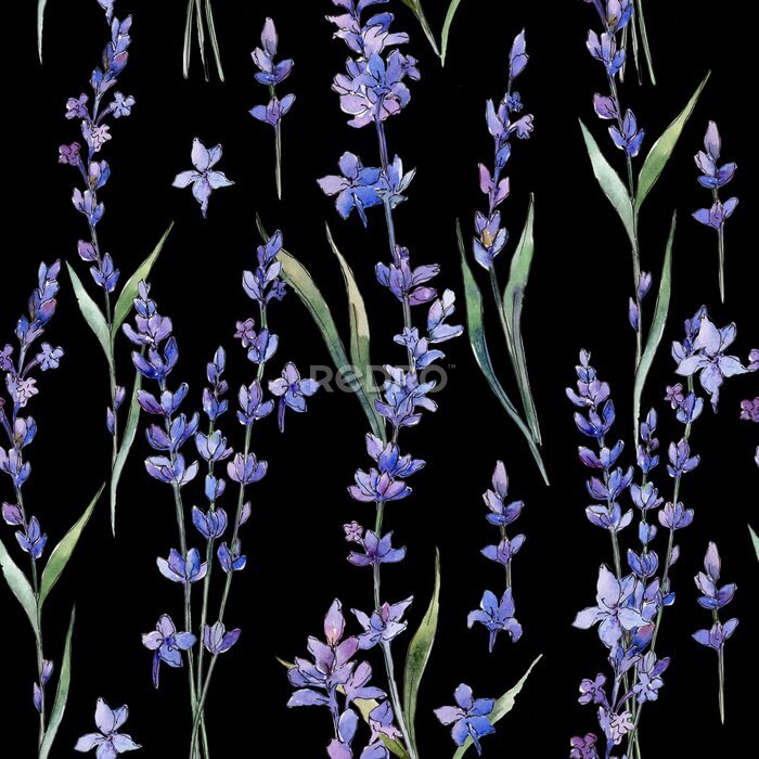 Fototapete Aquarell-Lavendelblüten auf schwarzem Hintergrund