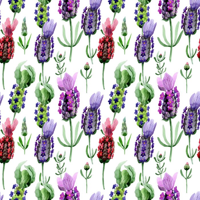 Fototapete Aquarell-Lavendelblüten auf weißem Hintergrund