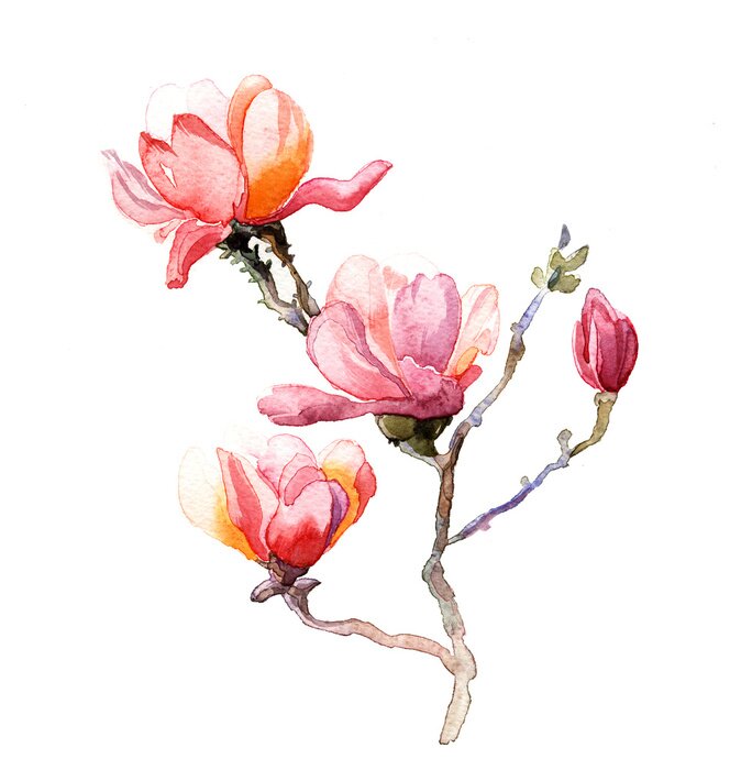 Fototapete Aquarell-Magnolien