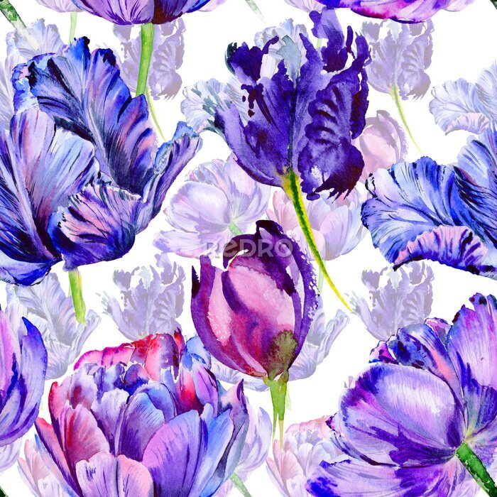 Fototapete Aquarell-Muster mit Tulpen auf weißem Hintergrund