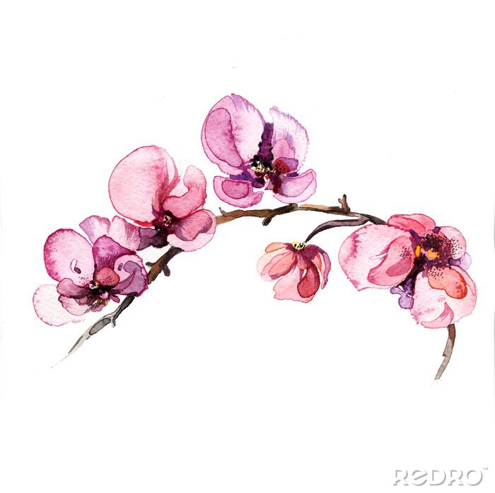Fototapete Aquarell-Orchideen auf weißem Hintergrund