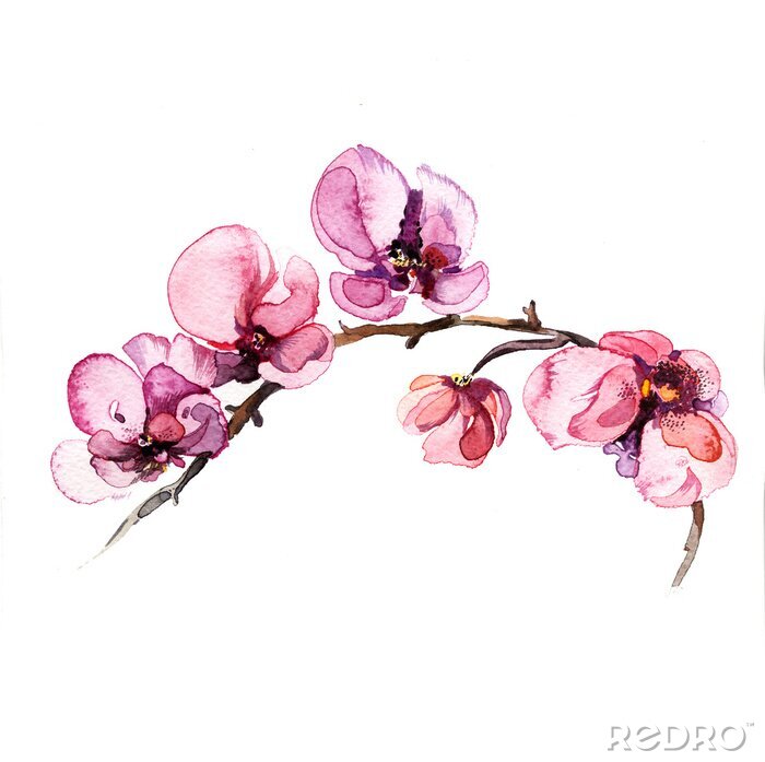 Fototapete Aquarell Orchideenblüten auf einem Zweig