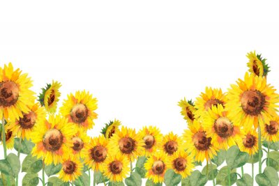 Fototapete Aquarell-Sonnenblumen