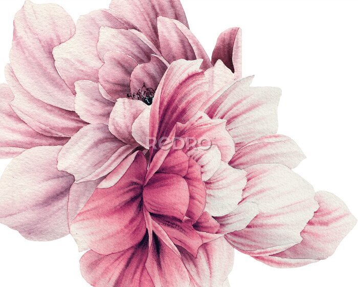 Fototapete Aquarellblumenblätter einer rosa Pfingstrose
