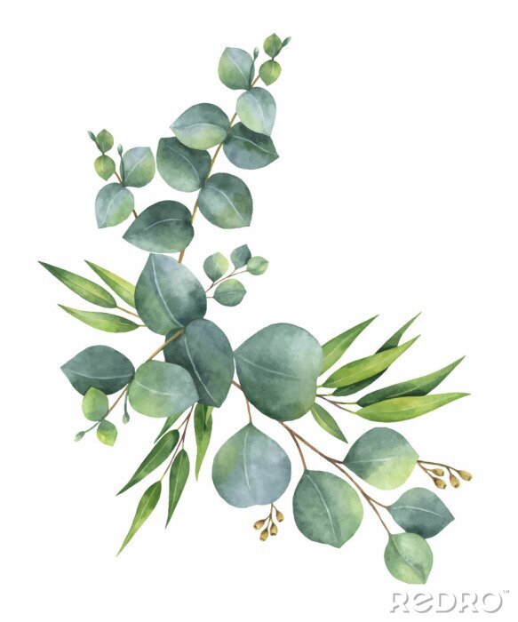 Fototapete Aquarellvektorkranz mit grünen Eukalyptusblättern und -niederlassungen.
