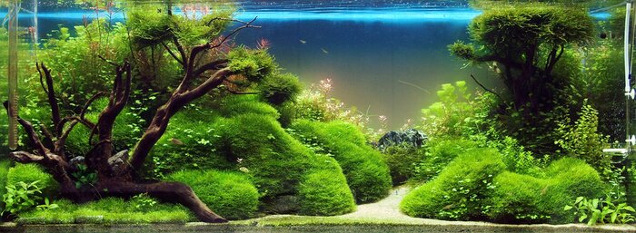 Fototapete Aquarium voller Magie