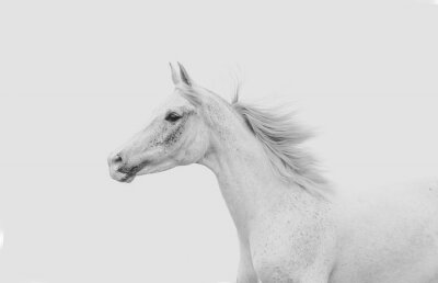 Fototapete Arabisches graues Pferd