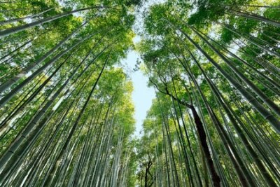 Fototapete arashiyama japanische Bambuswald, Kyoto, Japan