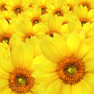 Armvoll gelber Sonnenblumen