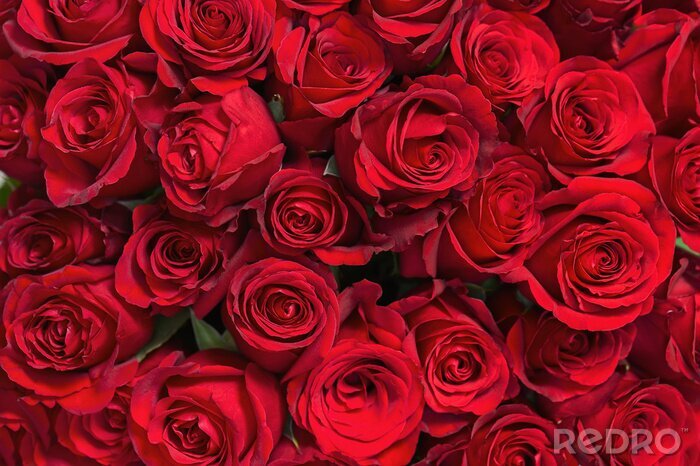 Fototapete Armvoll roter Rosen