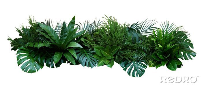 Fototapete Arrangement aus exotischen Pflanzen