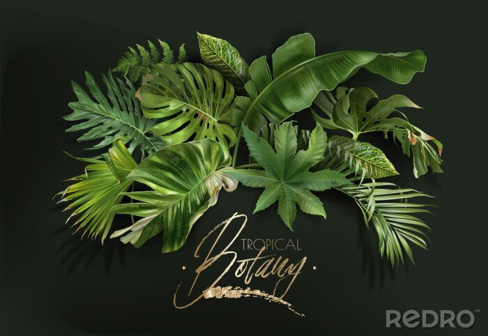 Fototapete Arrangement aus tropischen Pflanzen