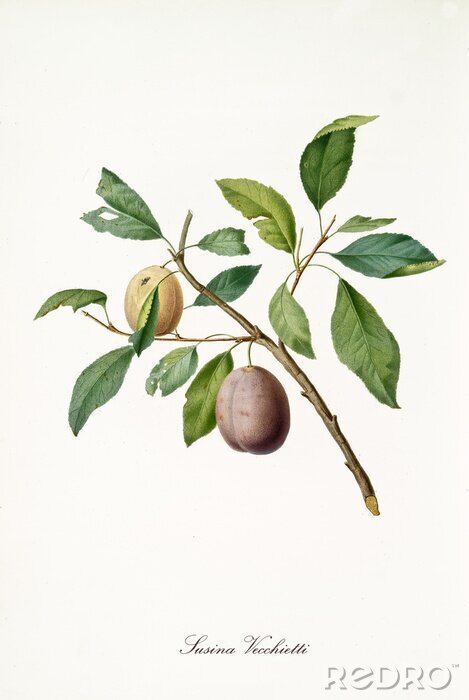 Fototapete Art der Pflaumenblüte auf dem Zweig