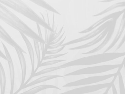 Fototapete Aschenschatten von Palmblättern