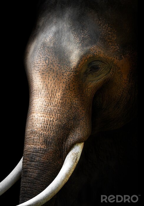 Fototapete Asiatischer Elefant