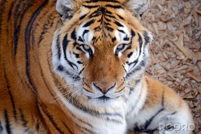 Fototapete Asiatischer tiger im zoo