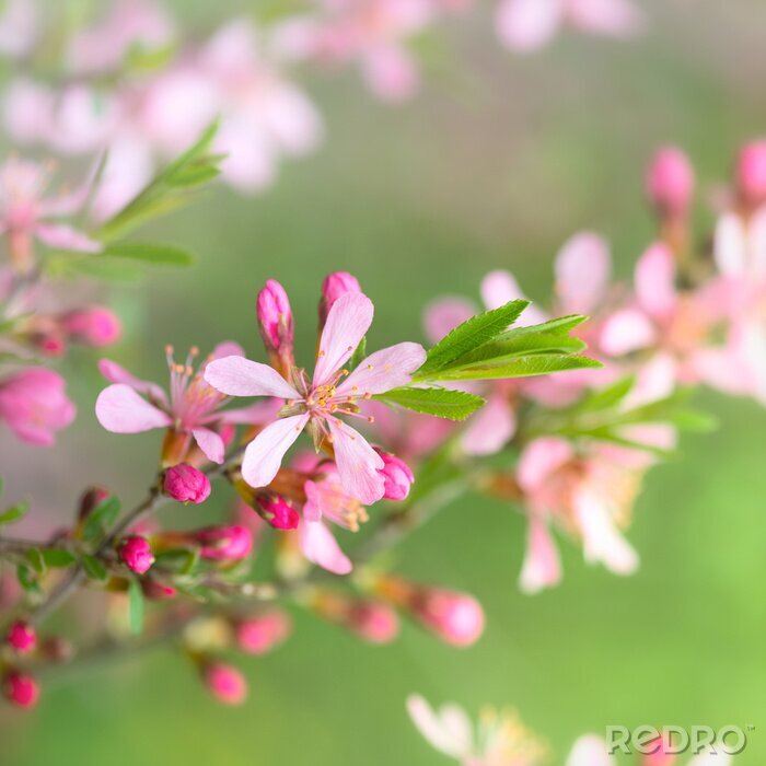 Fototapete Ast mit rosa Blumen