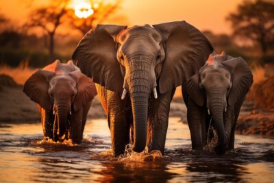 Fototapete At sunrise, elephants congregate gracefully around a watering hole, silhouetted against the breathtaking canvas of the awakening savannah.