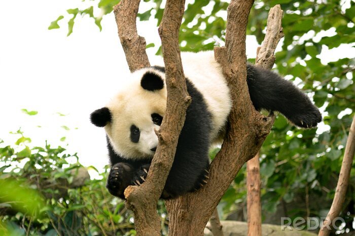Fototapete Auf ästen liegender panda
