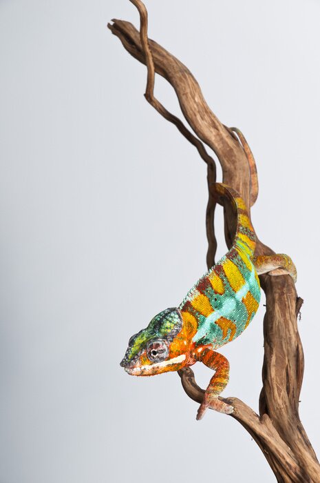 Fototapete Auf Ast sitzendes Tier